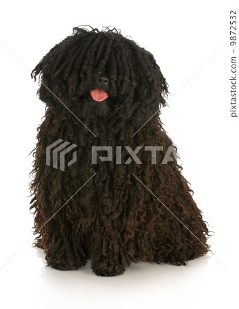 puli puli 9872532