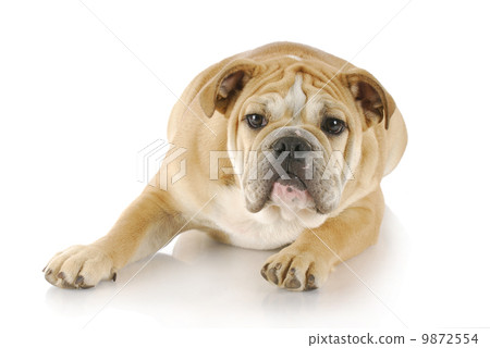 curious puppy 9872554