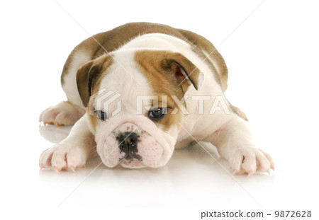 bulldog puppy bulldog puppy 9872628