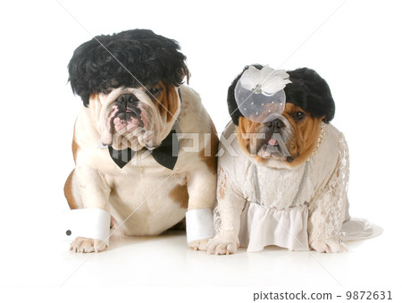 bride and groom dog bride and groom dog 9872631