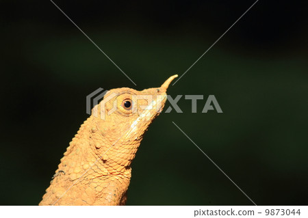 Ceylon Cyodono Lizard 9873044
