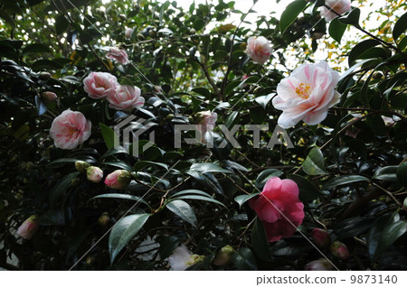 Kyoto, Reikanji Temple's five-colored double-petaled camellia Kyoto, Reikanji Temple's five-colored double-petaled camellia 9873140
