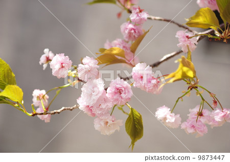 Sakura Benitani Nishiki 9873447