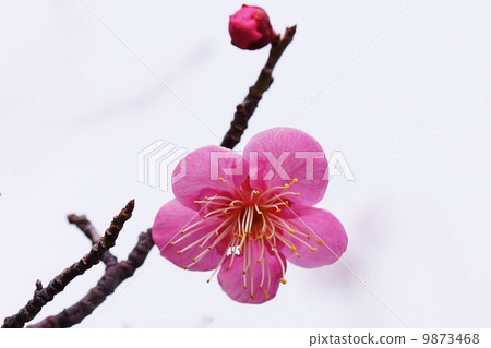 梅 梅 9873468