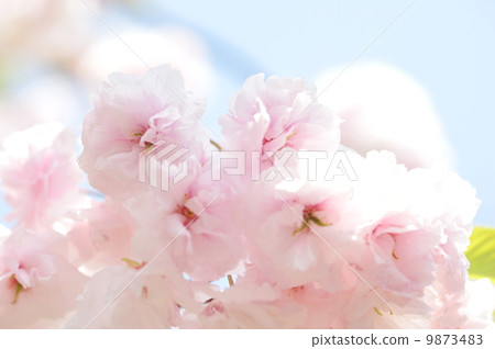 Sakura Matsuki 9873483