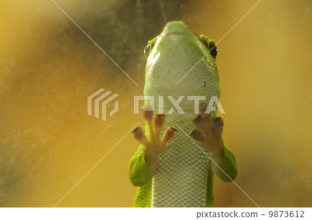 Oh Hill Yamori Oh Hill Yamori 9873612