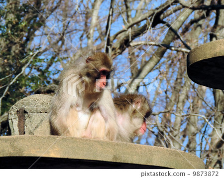 Japanese monkey / Tama zoo park Japanese monkey / Tama zoo park 9873872