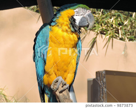 Ruri Macawo / Tama Zoological Park Ruri Macawo / Tama Zoological Park 9873873