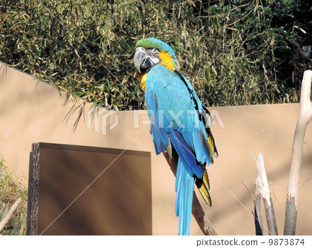 Ruri Macawo / Tama Zoological Park Ruri Macawo / Tama Zoological Park 9873874