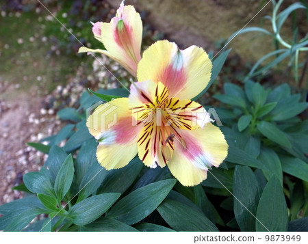 Alstroemeria 9873949