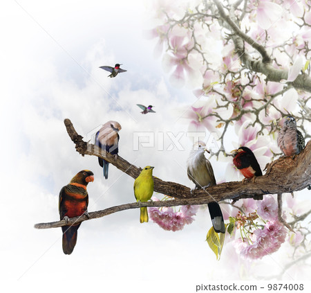Tropical Birds 9874008