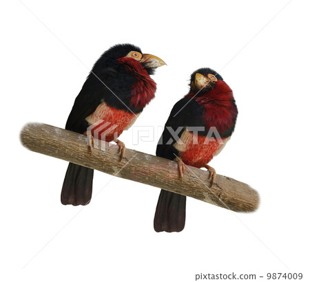 Bearded Barbet 9874009