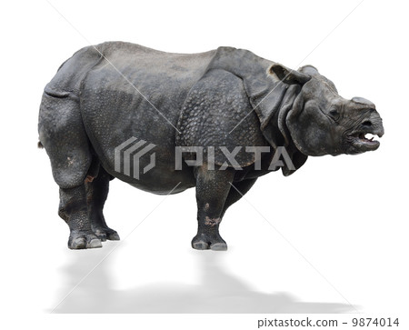 Indian  Rhinoceros 9874014