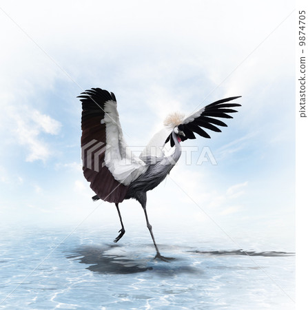 Crowned Crane 9874705