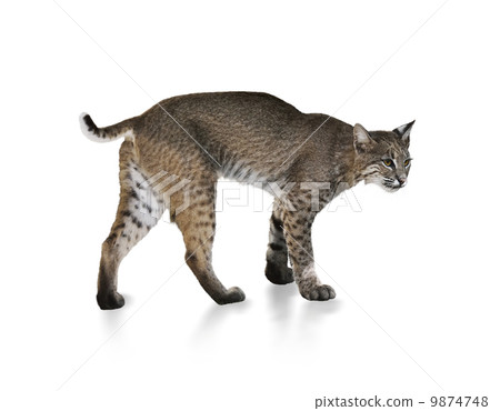 Bobcat 9874748