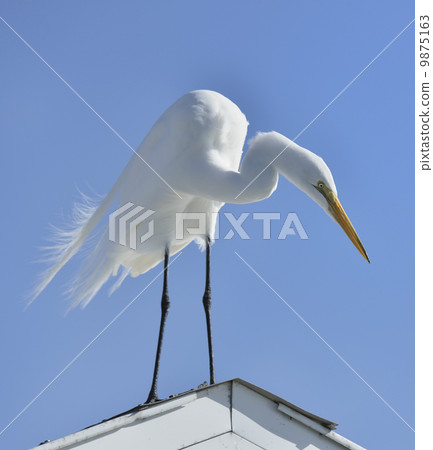 Great White Egret 9875163