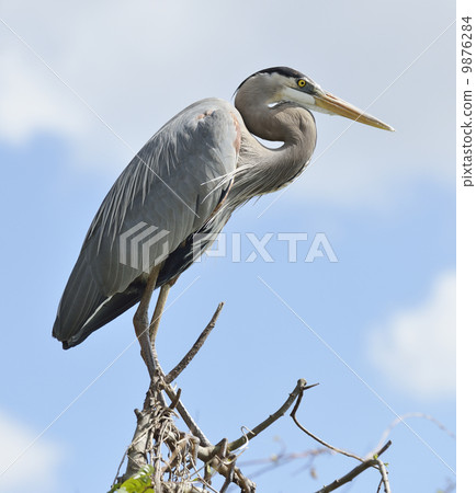 Great Blue Heron Perching 9876284