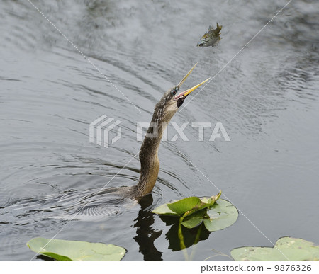 Feeding Anhinga 9876326
