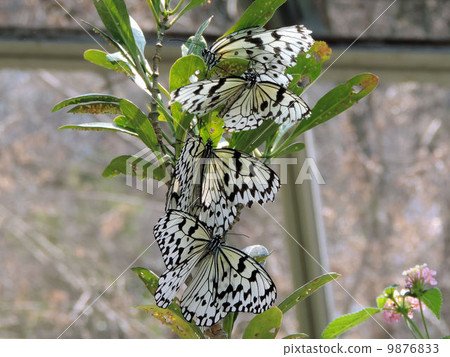 Ogodamara / Tama Zoological Park 9876833