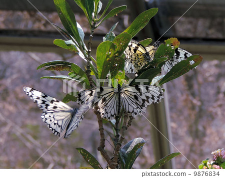 Ogodamara / Tama Zoological Park 9876834