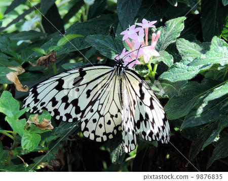 Ogodamara / Tama Zoological Park 9876835