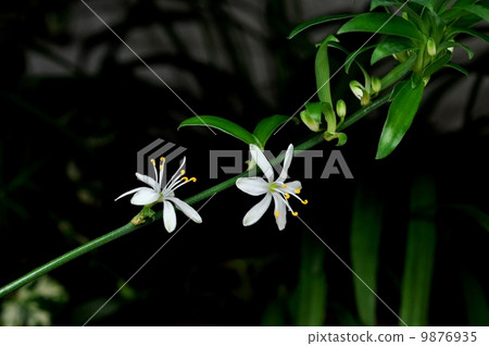 Orizuran flower 9876935