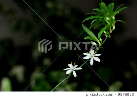 Orizuran flower Orizuran flower 9876938