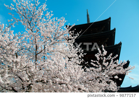 Toaga five-storied pagoda and cherry tree Toaga five-storied pagoda and cherry tree 9877157