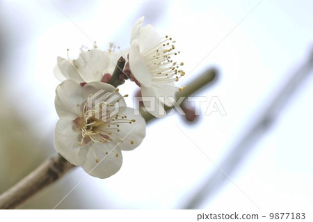 Plum blossoms, plums, 9877183