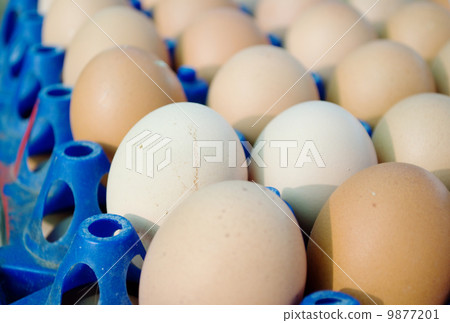 Eggs in tray 9877201