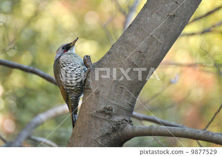 Aogera Aogera 9877529