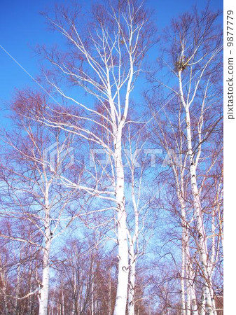 Birch forest Birch forest 9877779
