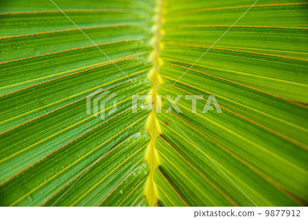 palm leaf 9877912