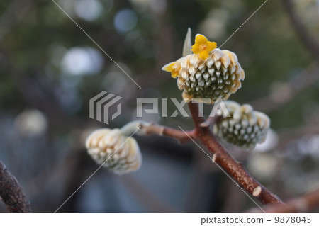 三朵鮮花 三朵鮮花 9878045