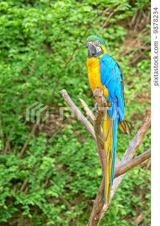 macaw on the branch macaw on the branch 9878234