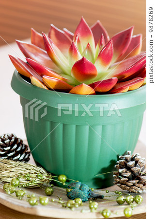 Red succulent in a green flowerpot 9878269