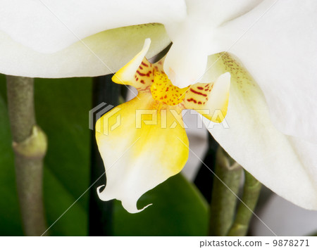 Macro photo of a beautiful orchid flower 9878271