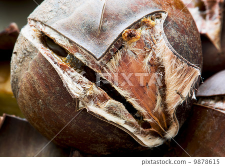 Macro photo of roasted chestnut Macro photo of roasted chestnut 9878615