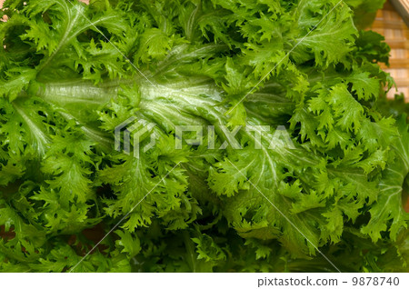 Wasabi - Brassica juncea 9878740