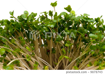 西蘭花發芽 - 蕓苔 9878743