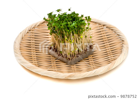 Broccoli sprout - Brassica oleracea 9878752