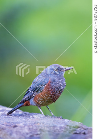 Isohiomori - Monticola solitarius 9878753