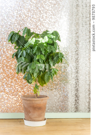 Foliage plant  9878793