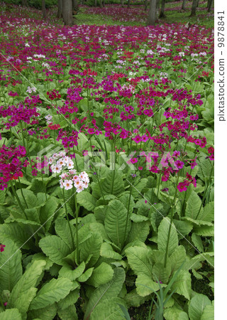 Nine-wheeled grass 3 9878841