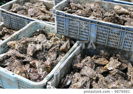 Oyster 9878981