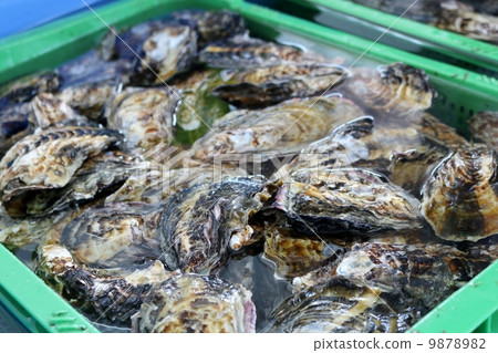Oyster 9878982
