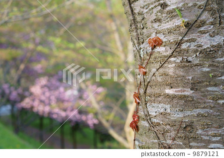 Image of eco 9879121