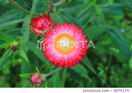 flower from Thailand flower from Thailand 9879174