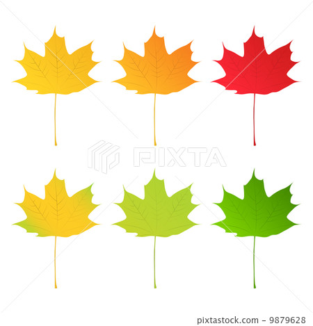 Vector Maple Leaves - Stock Illustration [9879628] - PIXTA