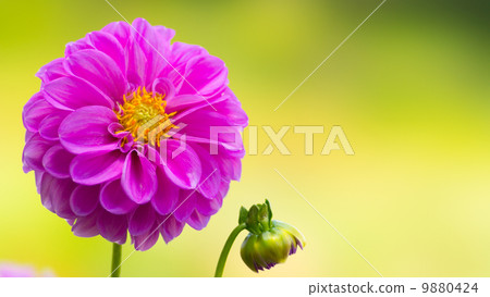 Dahlia 16: 9 9880424